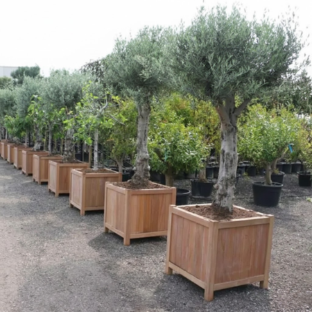 Nova Studio - Vas de plante - Tropical Wood - Setting