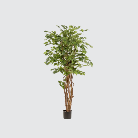 Nova Studio - Ficus artificial Liana - 170 cm