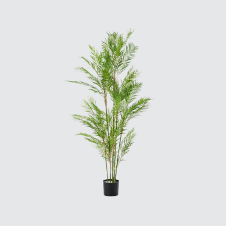 Nova Studio - Palmier artificial Chamaedorea - 180 cm